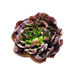 Lechuga Morada