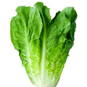 Lechuga Costina