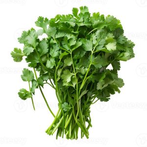 Cilantro