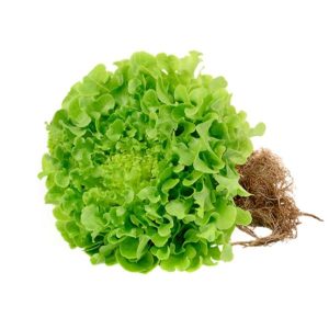 Lechuga Hidroponica